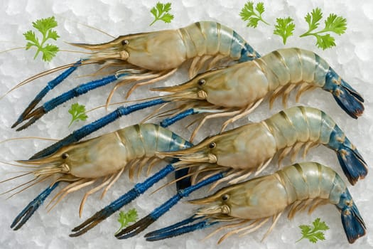 AI generated top view of raw giant river prawns with blue claws on crushed ice decorated with green herbs under bright daylight showing freshness and natural seafood appeal