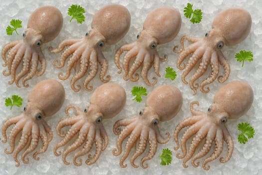 AI generated fresh raw octopus arranged on crushed ice top view in bright daylight with green herb accents showing clean texture cold clarity and seafood freshness for culinary or commercial use