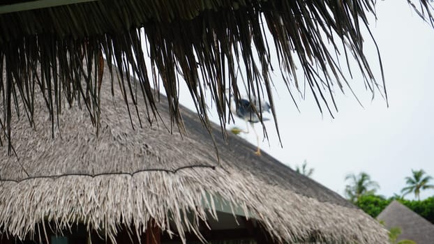 Grey heron walking gracefully on the thatched roof of a tropical bungalow, embodying tranquility in an exotic resort setting, surrounded by lush palm trees and serene skies