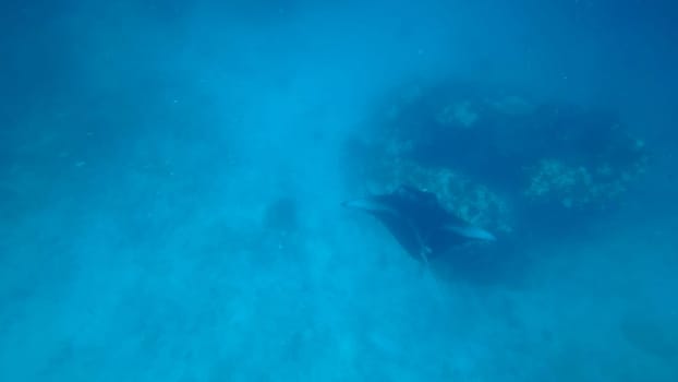 Giant oceanic manta ray swimming gracefully near a vibrant coral reef in the clear blue waters of the ocean, creating a breathtaking underwater scene