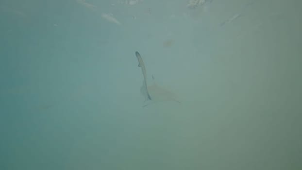 Underwater view capturing a shark gliding gracefully through the murky depths of the ocean, evoking feelings of mystery and awe in the aquatic realm