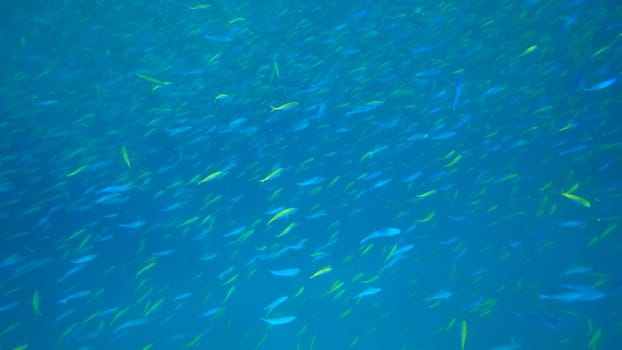 Large school of vibrant fusilier fish swimming gracefully through clear blue waters, creating a captivating underwater display of color and movement in a tranquil marine environment
