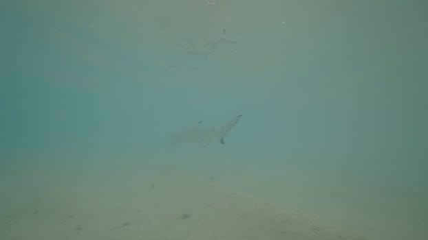 Blacktip reef shark gliding gracefully through the shallow, murky waters of a tropical lagoon, showcasing the beauty and tranquility of marine life in its natural habitat