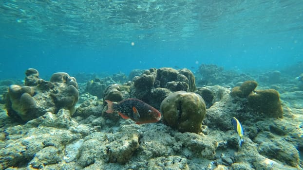 Parrotfish swimming through a vibrant coral reef, revealing the stunning beauty and rich biodiversity of tropical underwater ecosystems in a sunlit ocean environment