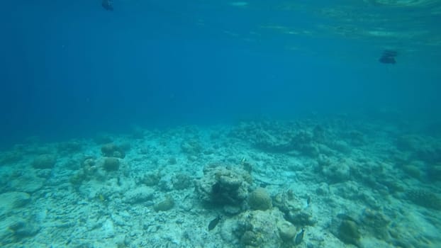 Tropical fish swimming over a coral reef in crystal clear water, creating a vibrant underwater scene, perfect for nature and travel projects
