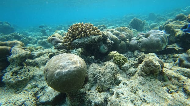 Underwater view revealing a thriving coral reef in clear blue ocean water, highlighting a vibrant ecosystem filled with diverse marine life and colorful fish swimming among the corals