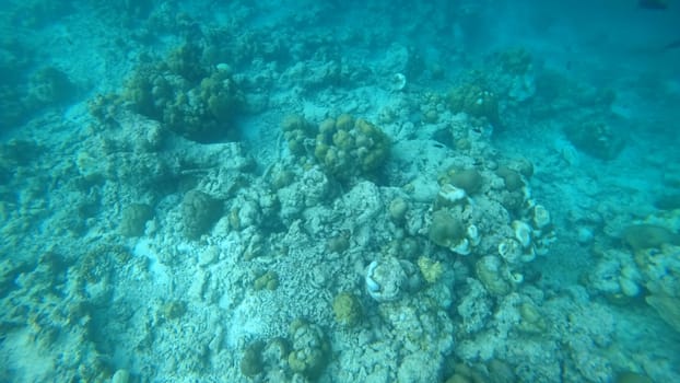 Underwater view of a coral reef suffering from bleaching, highlighting the devastating impact of rising ocean temperatures and environmental stress on marine life