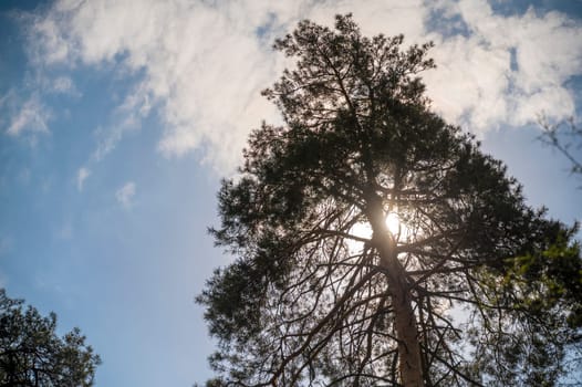 Tall pine tree in bright sunlight. Sun rays break through pine tree branches. View from below on a pine tree with a thick trunk. Tree branches against the sky with clouds. Mystery, tranquility