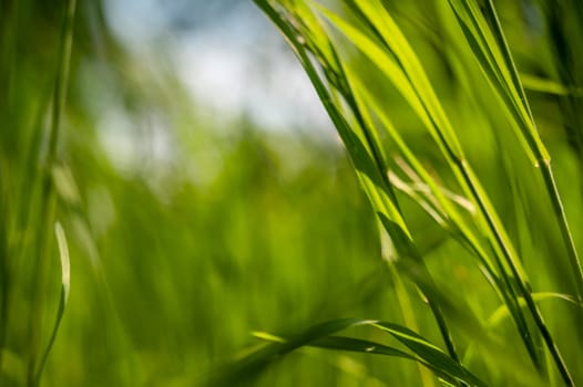 Green tall grass in the sun rays. Close-up of green tall grass against the sky, blurred background. pure green color. High quality photo