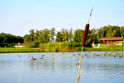 a tall, slender leaved plant of the grass family, which grows in water or on marshy ground