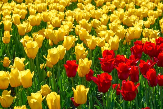 a bulbous spring flowering plant of the lily family, with boldly colored cup shaped flowers