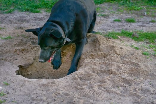 a domesticated carnivorous mammal that typically has a long snout, an acute sense of smell