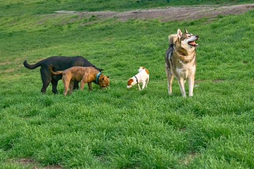 a domesticated carnivorous mammal that typically has a long snout, an acute sense of smell