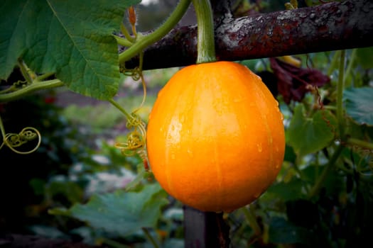 a large rounded orange-yellow fruit with a thick rind, edible flesh, and many seeds