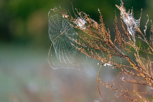 Web On Dry Grass In Autumn