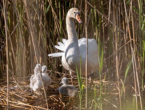 Mute Swan With Cygnets In Action In The Reeds