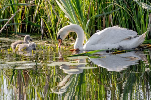 Mute Swan With Chicks In Action In The Pond