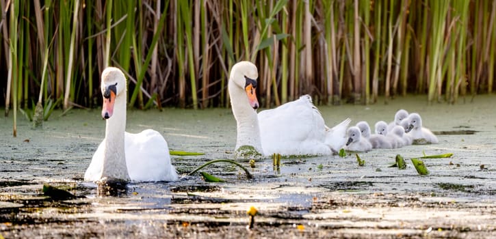 Beautiful Mute Swan With Newly Hatched Cygnets In The Pond