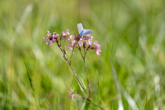 Blue Butterfly Sitting On A Flower In A Field