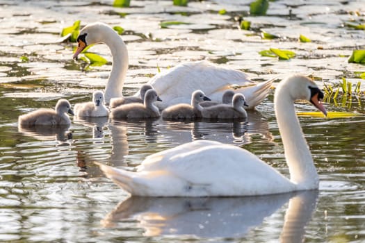 Pair Of Mute Swans With Chicks In The Pond