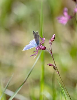 Blue Butterfly Sitting On Flower Against A Blurred Background