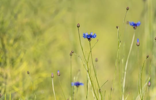 Cornflowers Set Against A Grass Background And Wildflowers