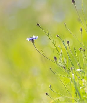 Cornflowers Set Against A Grass Background And Wildflowers