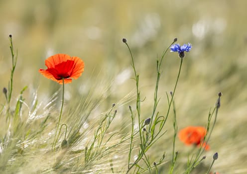Field Flowers Like Cornflowers And Poppies Against A Grass Background