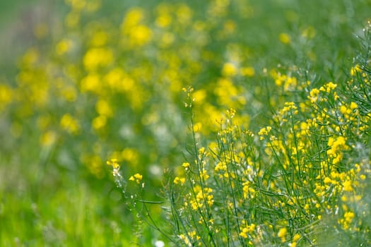 Yellow Rapeseed Flowers Blooming On A Blurred Background
