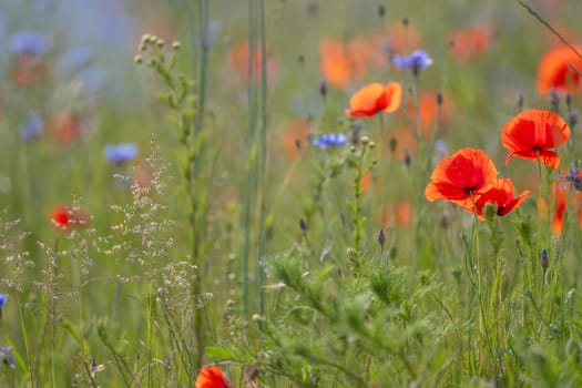 Meadow Background In Progress With Poppies And Grass