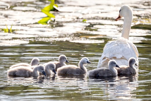 Beautiful Mute Swan With Newly Hatched Cygnets In The Pond