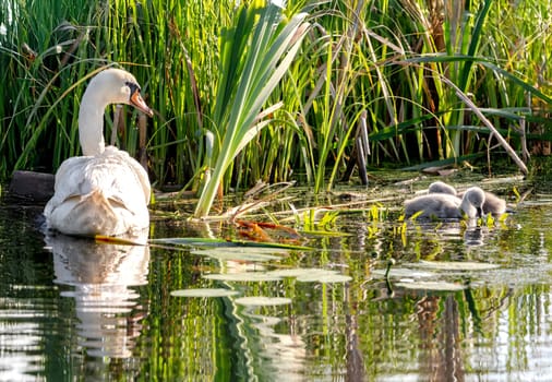 Beautiful Mute Swan With Newly Hatched Cygnets In The Pond