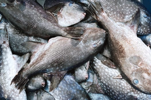 catch of fresh sea fish Balistes capriscus in a basket at seafood market