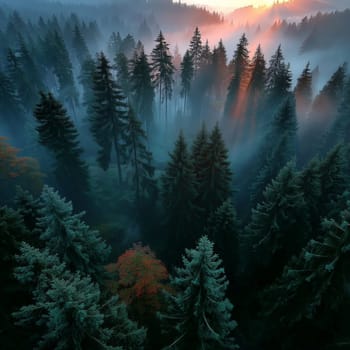 Aerial view of a dense pine forest in morning mist, with golden sun rays breaking through the trees and patches of vibrant autumn foliage below.