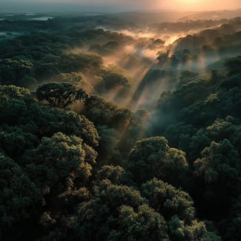 Aerial view of dense forest at sunrise with morning mist and dramatic golden sunbeams streaming through the treetops, creating a peaceful natural scene.