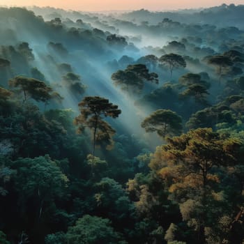 Aerial view of a dense tropical forest at sunrise, with soft mist and golden sun rays filtering through tall treetops, creating a serene and dreamy atmosphere.