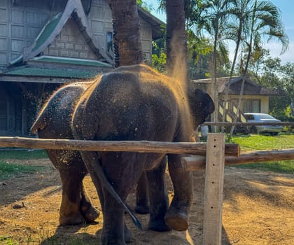Cute exotic elephants in a serene environment for preservation, gray Asian elephants walking peacefully in a nature park. Symbolizing the importance of conservation and wildlife protection.