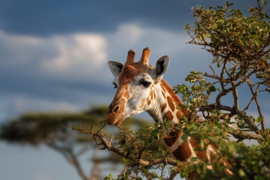 A close-up portrait of a giraffe with its head tilted and a curious expression, set against a backdrop of a vibrant blue sky and lush green foliage..