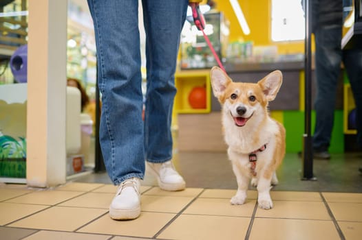 Shopping at pet shop. Young woman choosing goods for domestic animal. Cropped shot with closeup view on corgi dog on leash