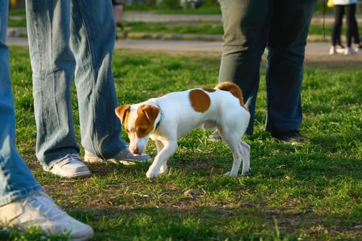 a small dog of a breed originally used for turning out foxes and other burrowing animals from their lairs