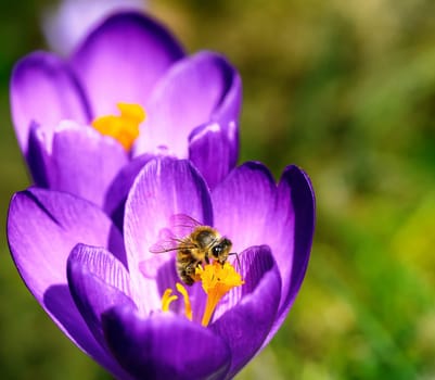 Macro of a Bee at a purple crocus flower blossom