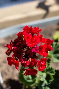This image captures a close up of a vibrant red flower blossoming beautifully in a colorful garden setting, showcasing its delicate petals and vivid hues