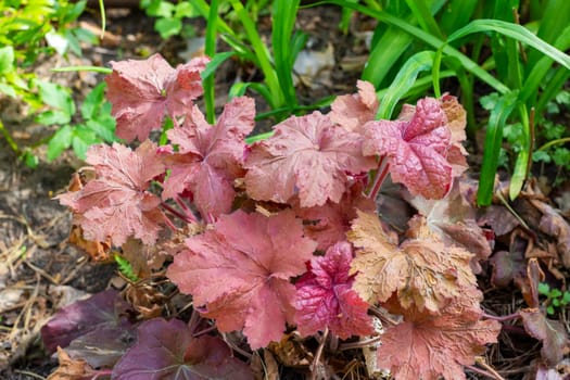 This is a close up view of a vibrant plant with striking red leaves, beautifully displayed in a wellmaintained garden setting