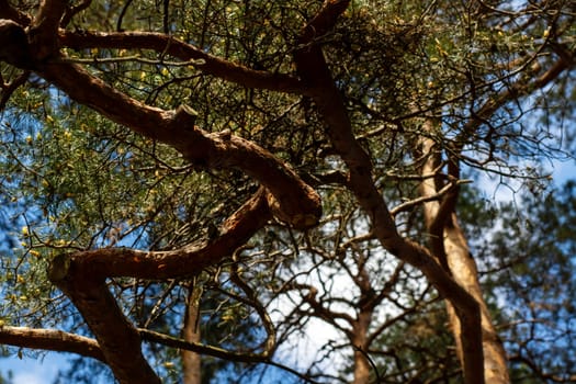 As I gaze upward at a tall tree with a vibrant blue sky beautifully painted in the background, I marvel at its natural beauty