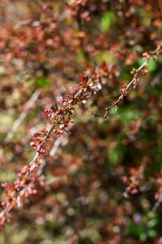 This image features a detailed closeup of a beautiful tree branch adorned with vibrant red flowers and lush green leaves all around it