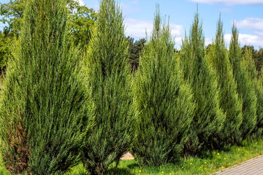There exists a row of tall, majestic trees that stand sentinel along the side of a winding road, providing beauty and shade