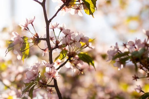 A delicate tree branch adorned with beautiful pink flowers and vibrant green leaves, showcasing the beauty of nature in springtime