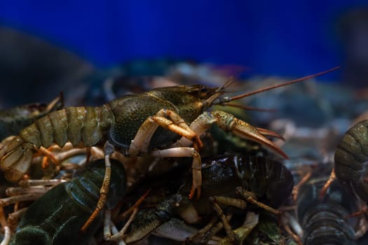 A lively group of crayfish are gracefully swimming in their tank which features an attractive blue background, enhancing their vibrant colors