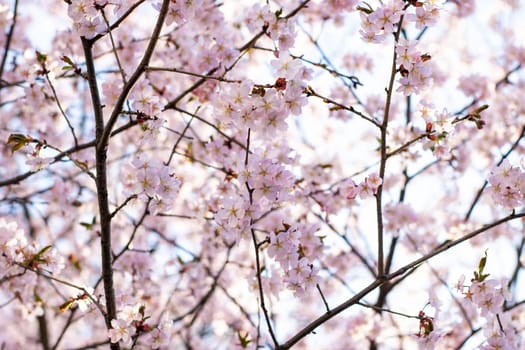 This is a detailed closeup view of a cherry blossom tree, showcasing its beautiful pink flowers that are in full bloom during spring