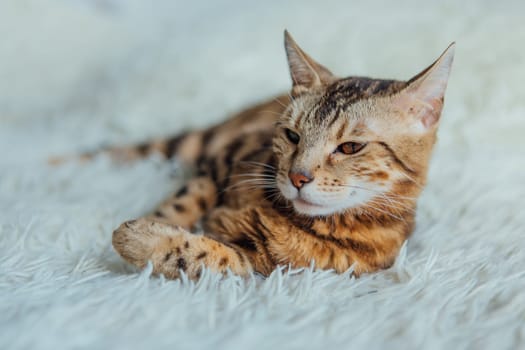 Bengal kitty cat laying on the white fury blanket indoors